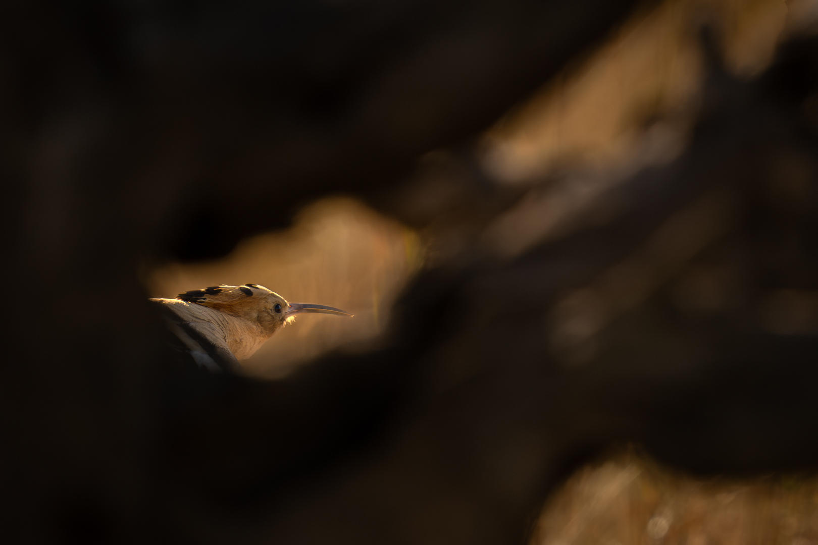 Hop - Deel de Natuur - Loes Belovics