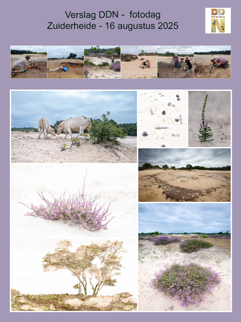 Spotlight verslag Zuiderheide v2 16-08-2025