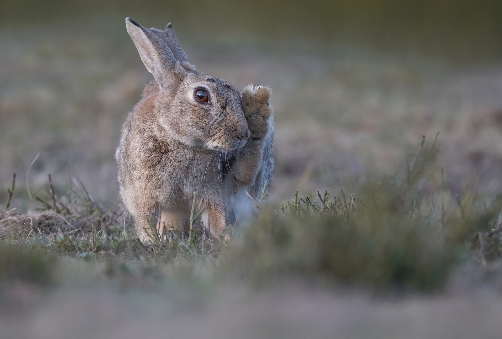 Konijn 3323 v 1080 SS