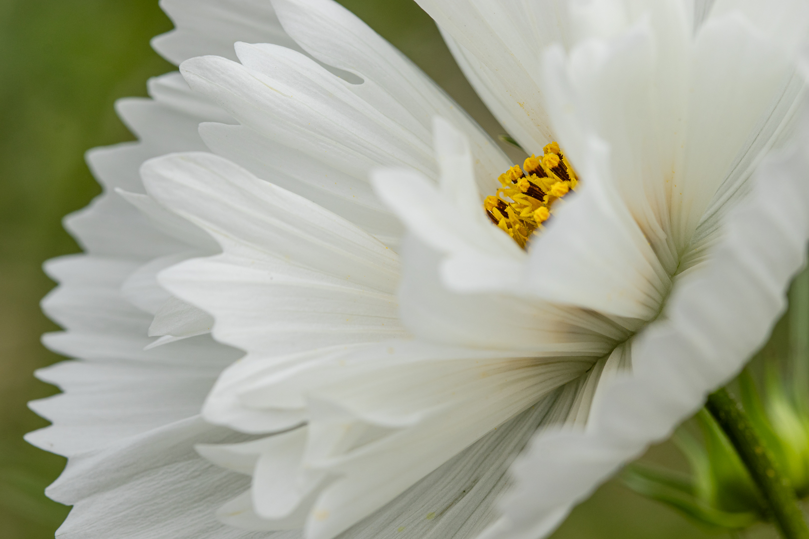 2025 tuin aug bewerkt (29 van 1)