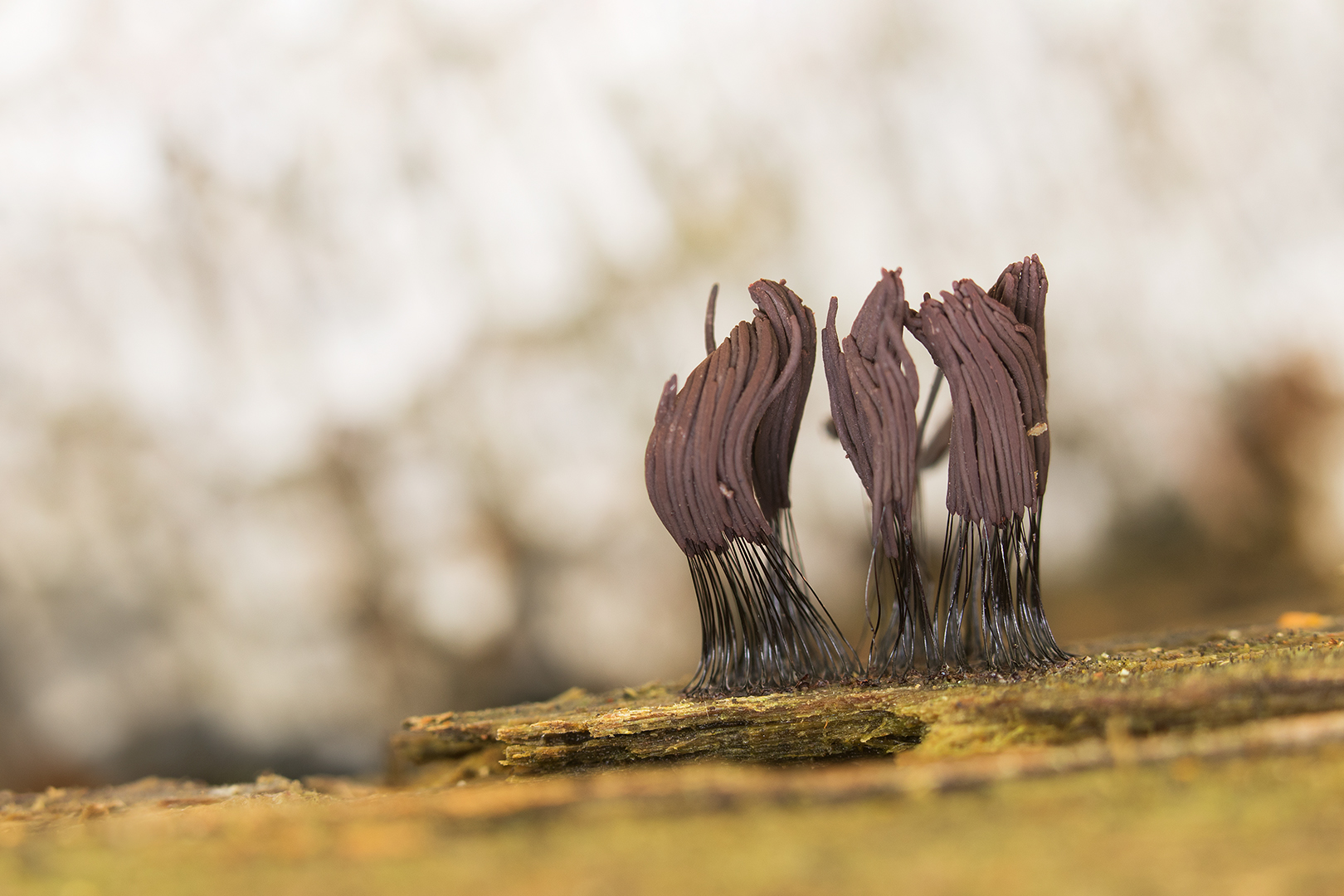 Netpluimpje omg. Lochem _MG_8899