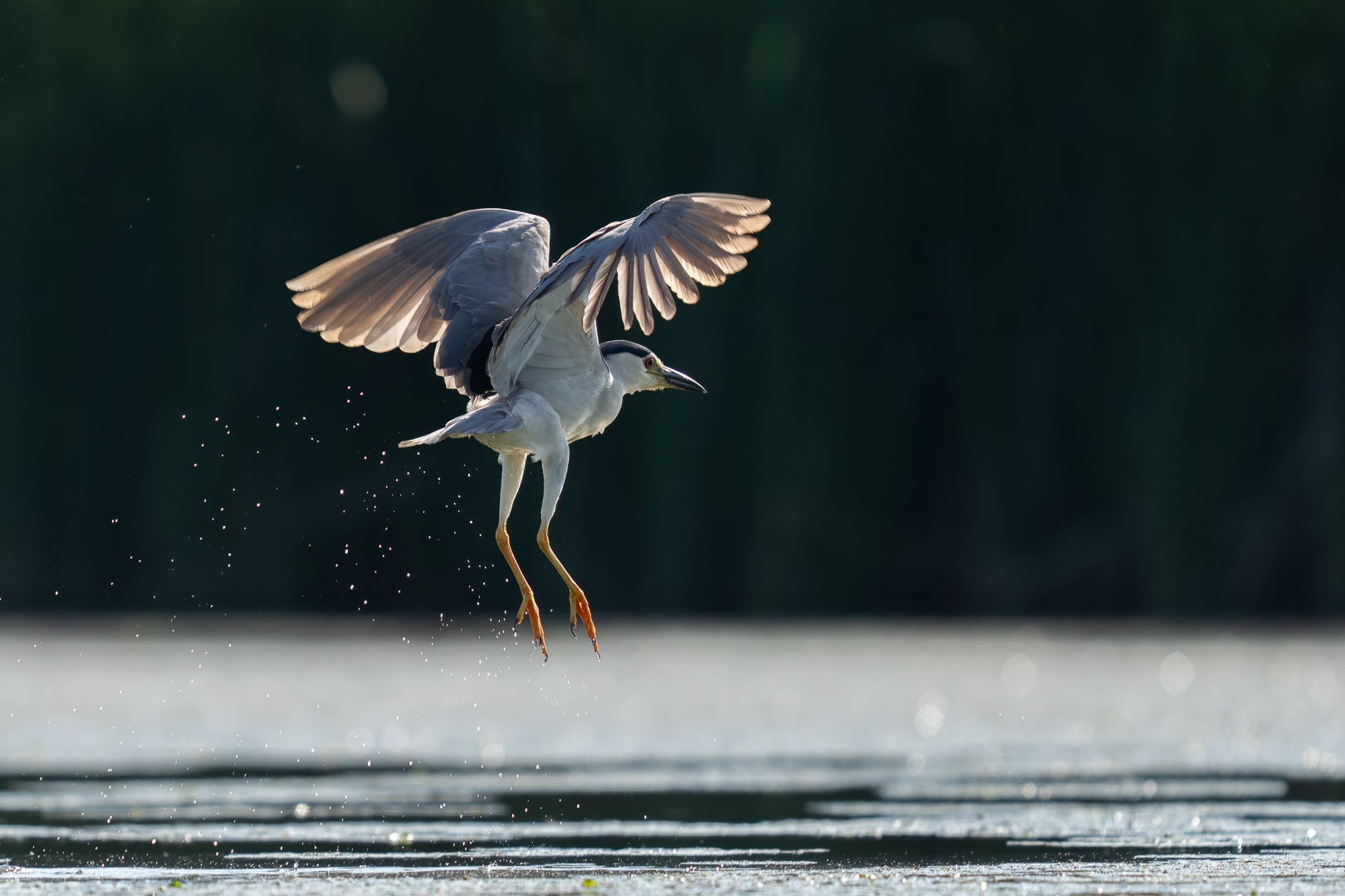 Kwak - Deel de Natuur - Loes Belovics