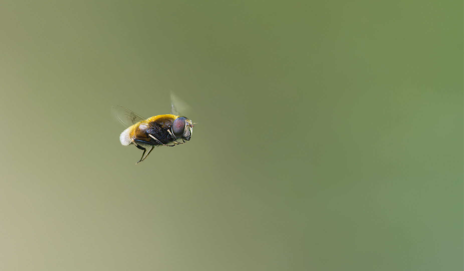 hommelbijvlieg_2