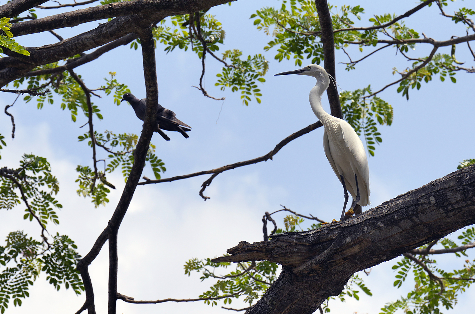 klein 1 DDN 1920x1080