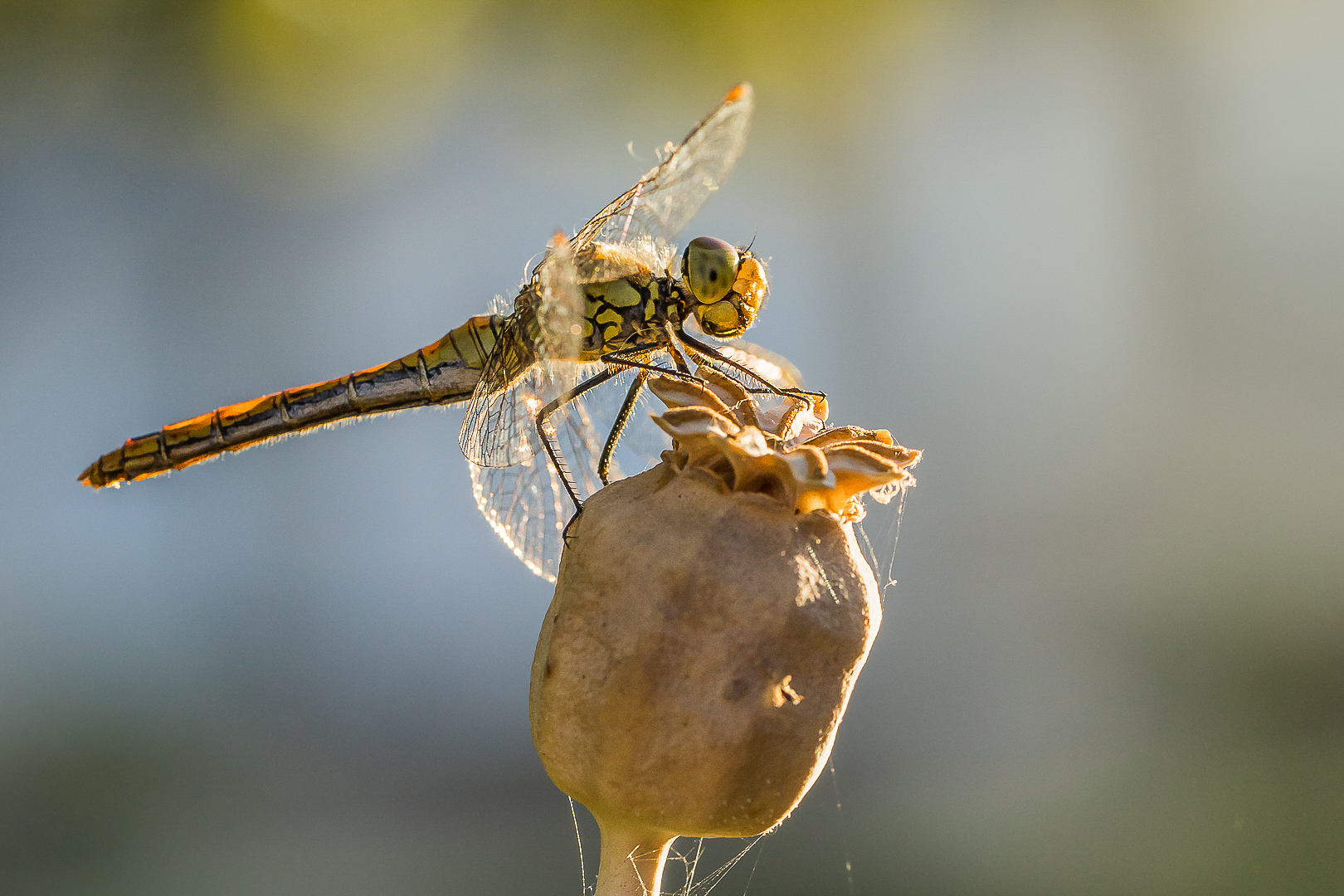 2025 tuin september bewerkt (12 van 1)