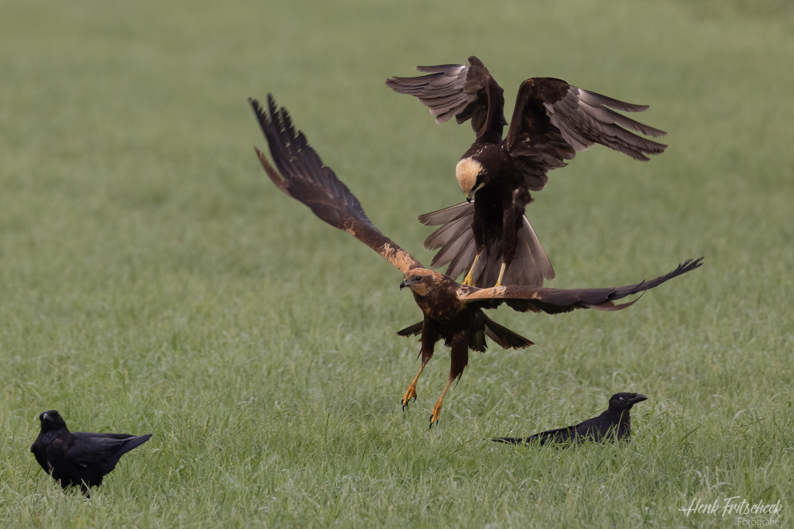 Bruine kiekendieven-