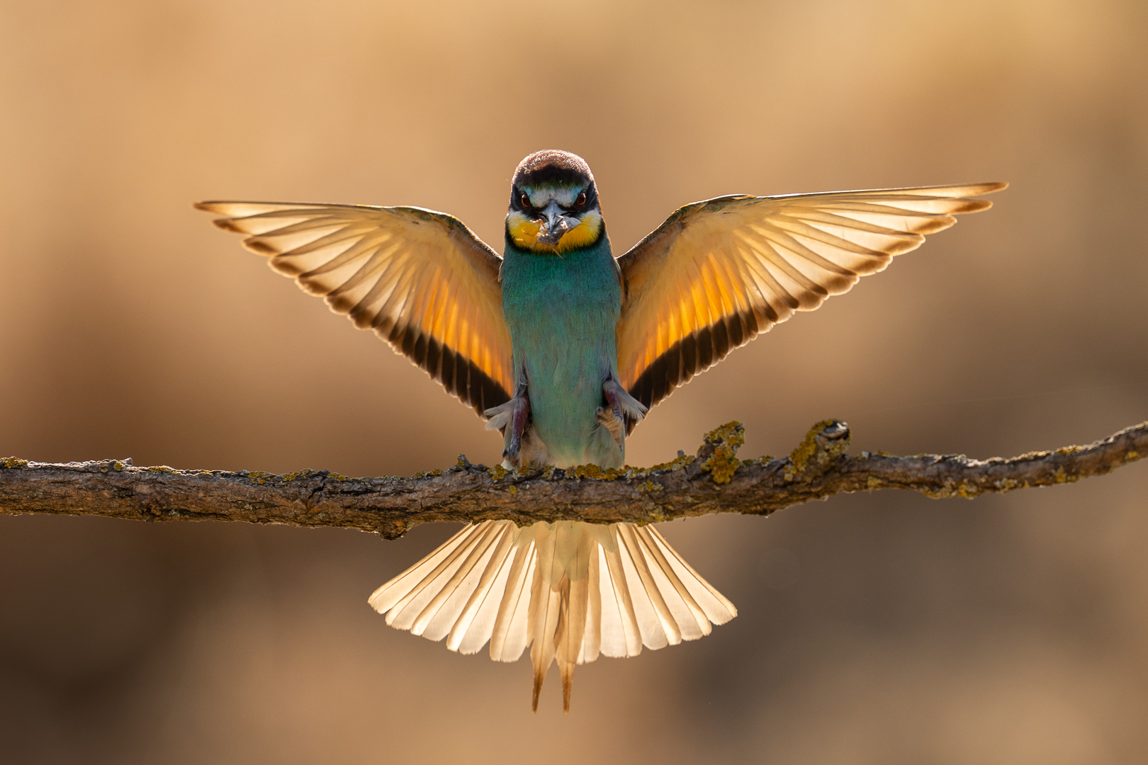 Bijeneter - Deel de Natuur - Loes Belovics