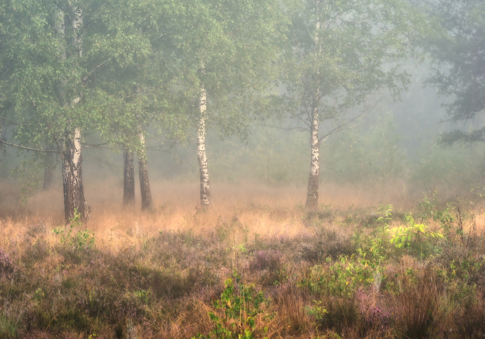 _7180223.jpg1.jpg DDN