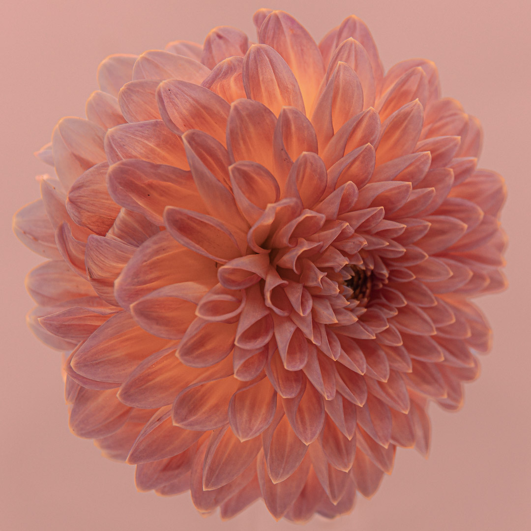 2025_01_Dahlia-32