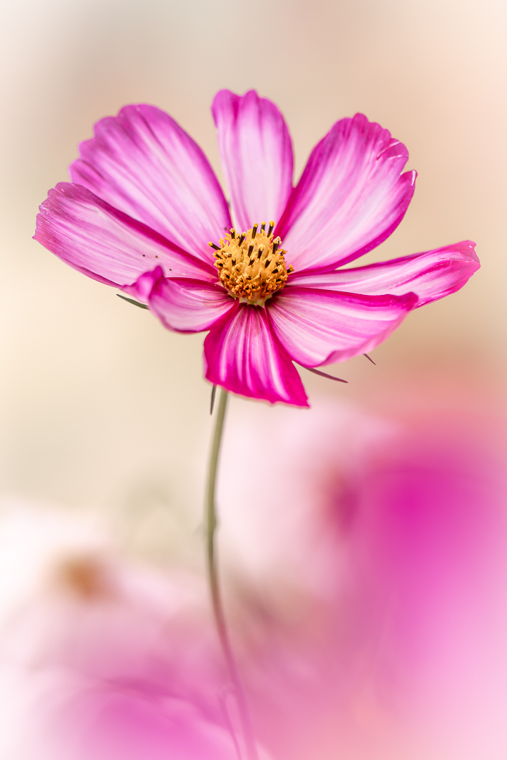 2025 tuin september bewerkt (15 van 1)