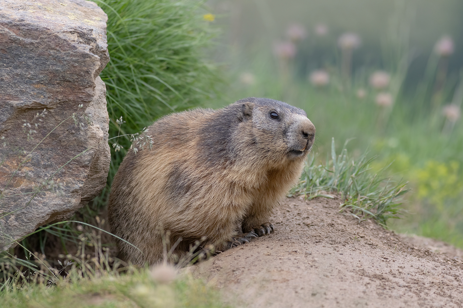 Alpenmarmot 6443 v 1600 SS