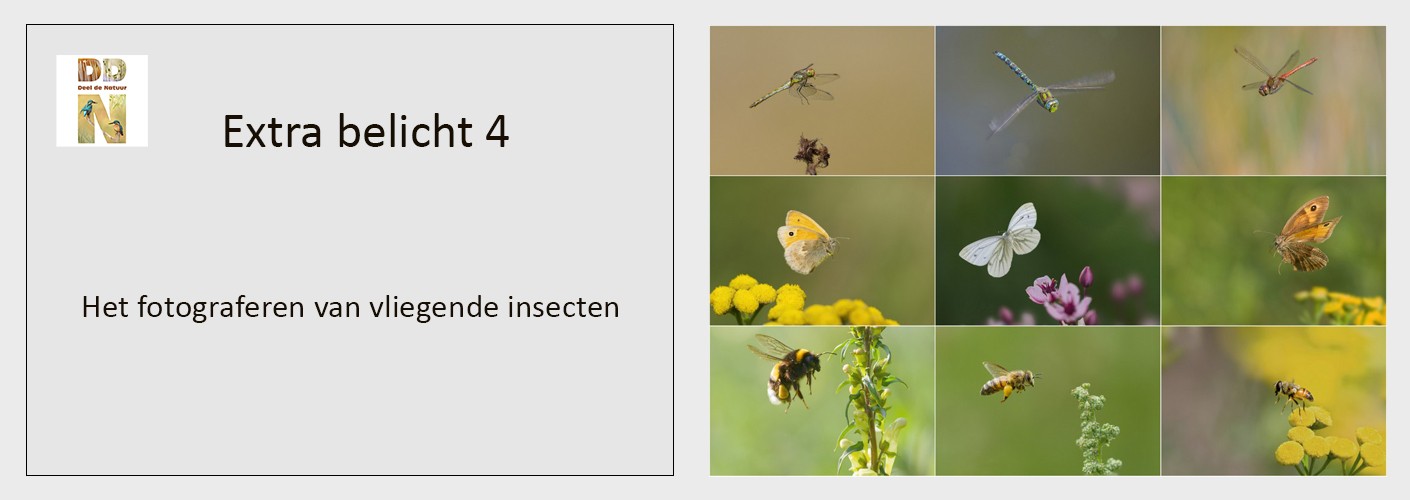 Het fotograferen van vliegende insecten