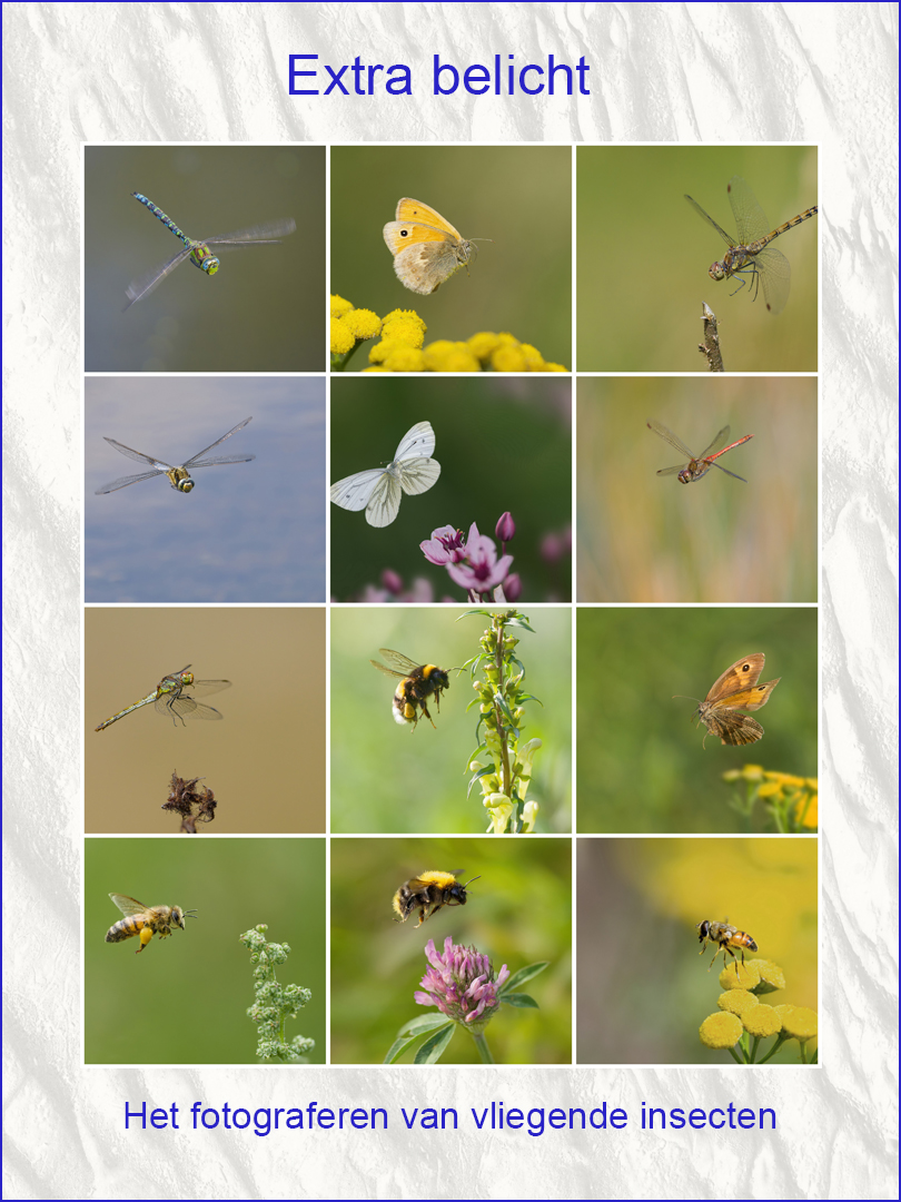 Extra belicht 4 - Het fotograferen van vliegende insecten  