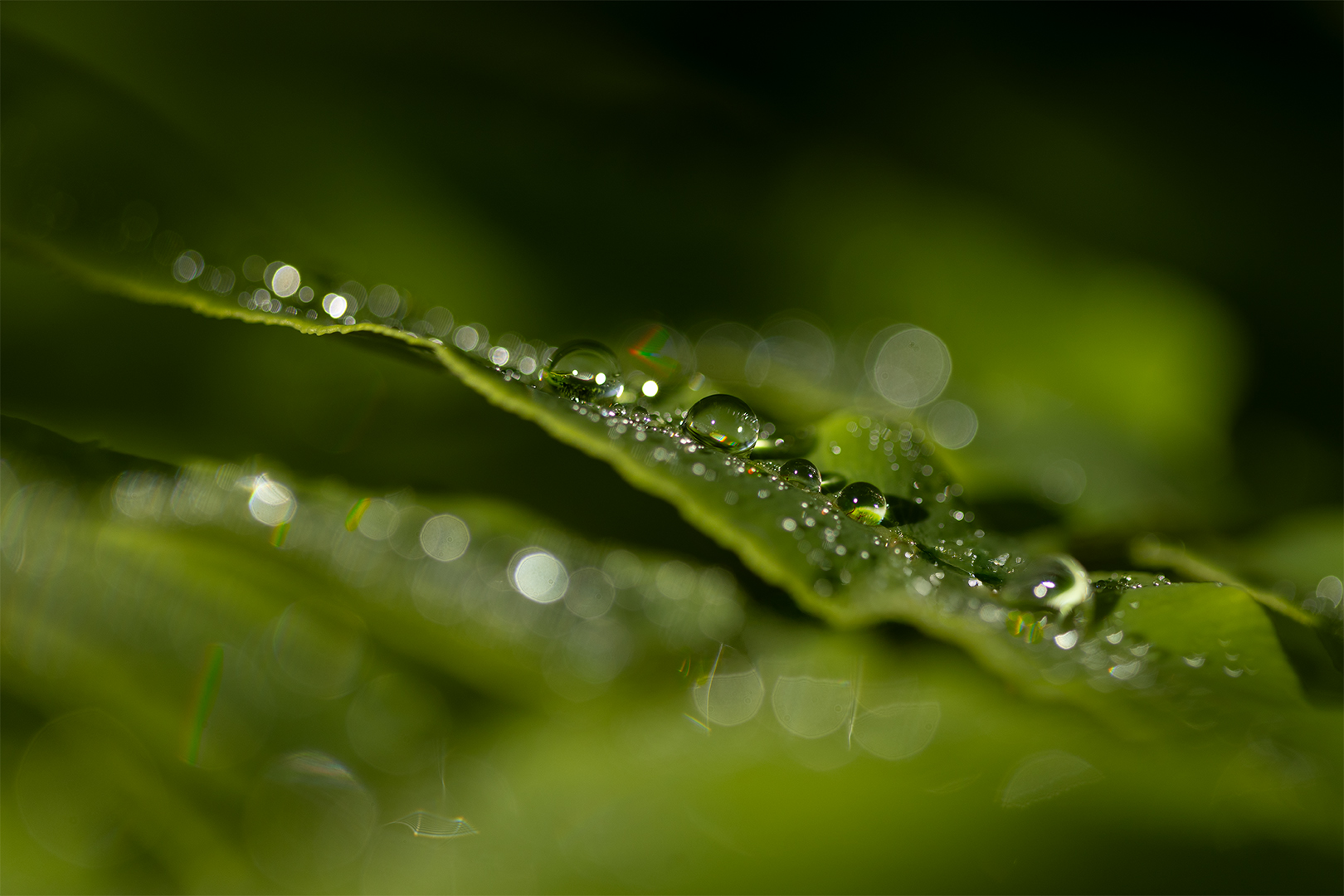 IMG_0188 corr 1080PX sRGB