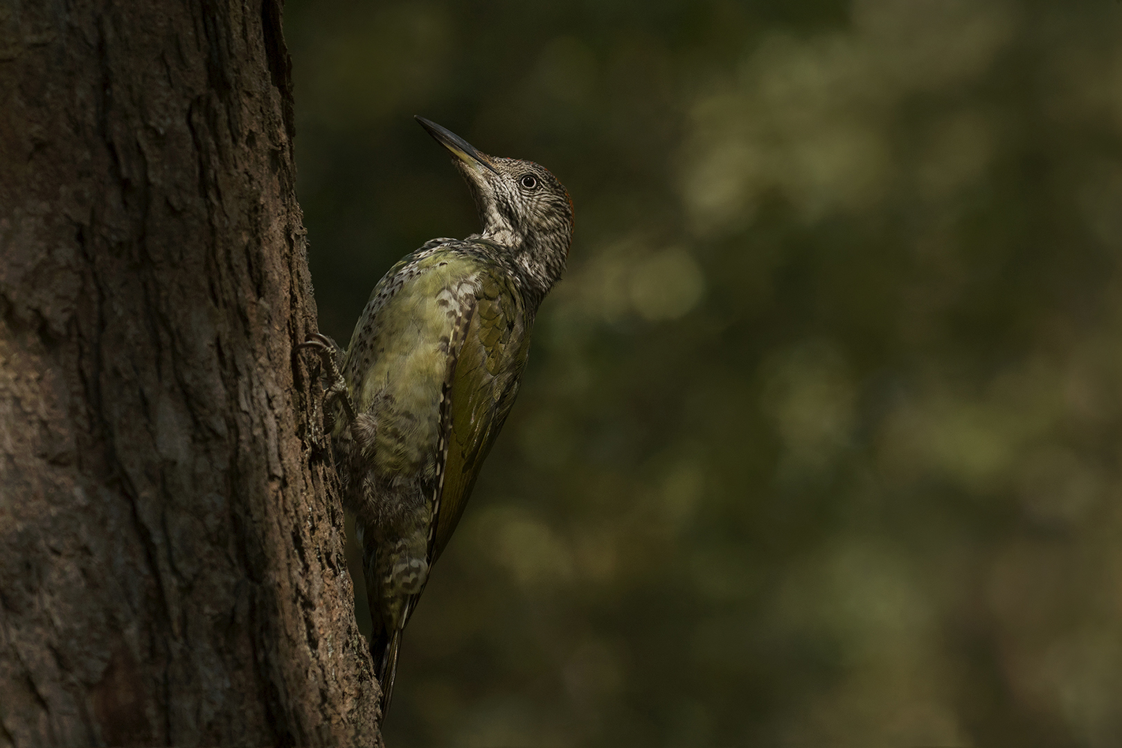 Groene Specht-vrouw juveniel omg. Lochem _MG_2233