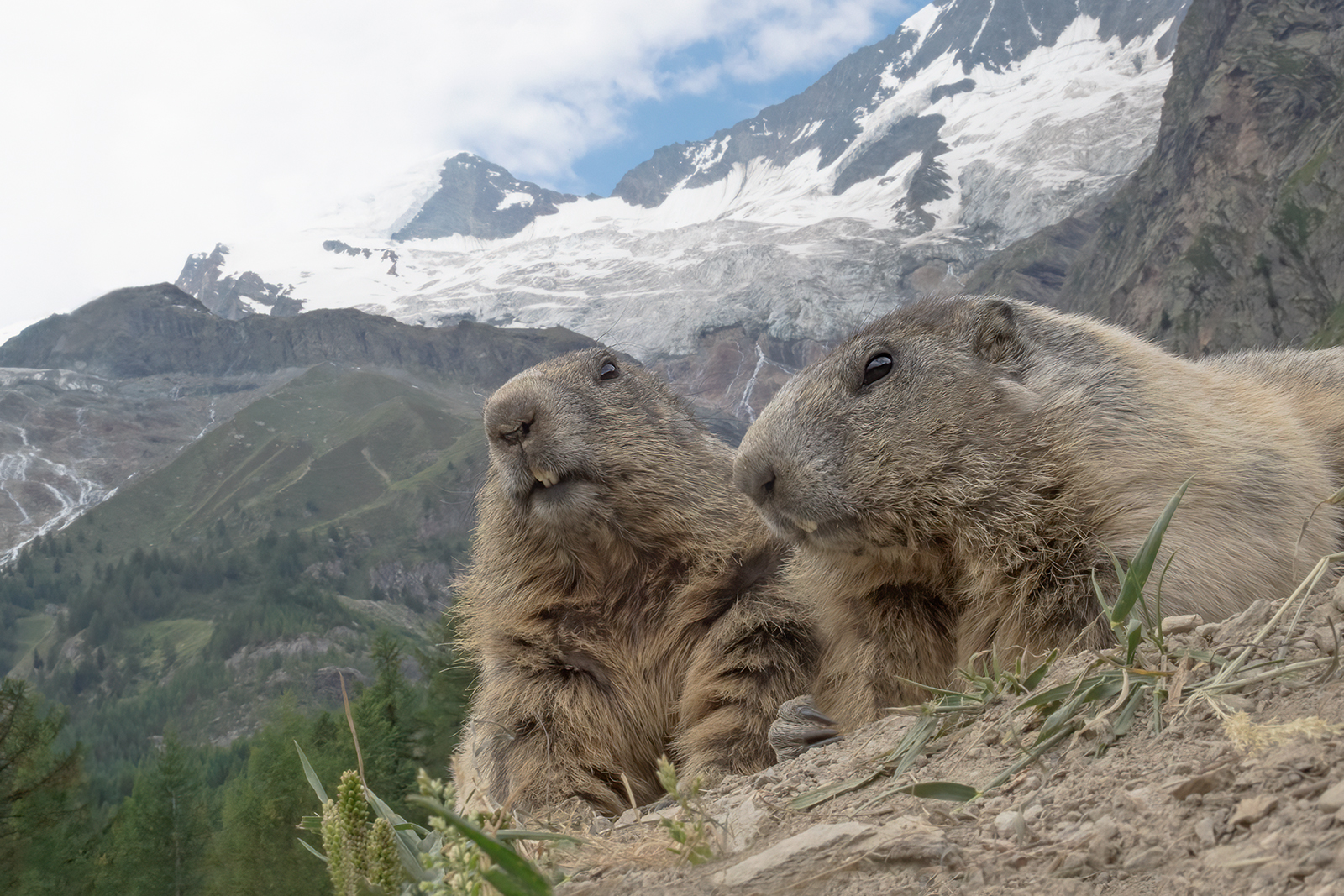 Alpenmarmot 7136 v 1600 S