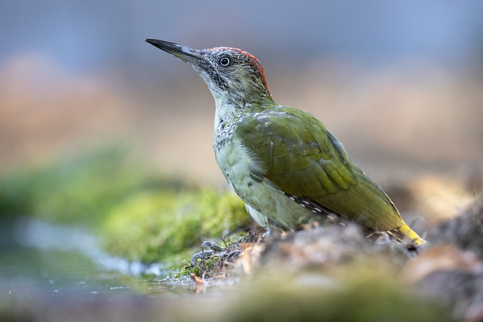 Groene specht 2562 v 1600 S