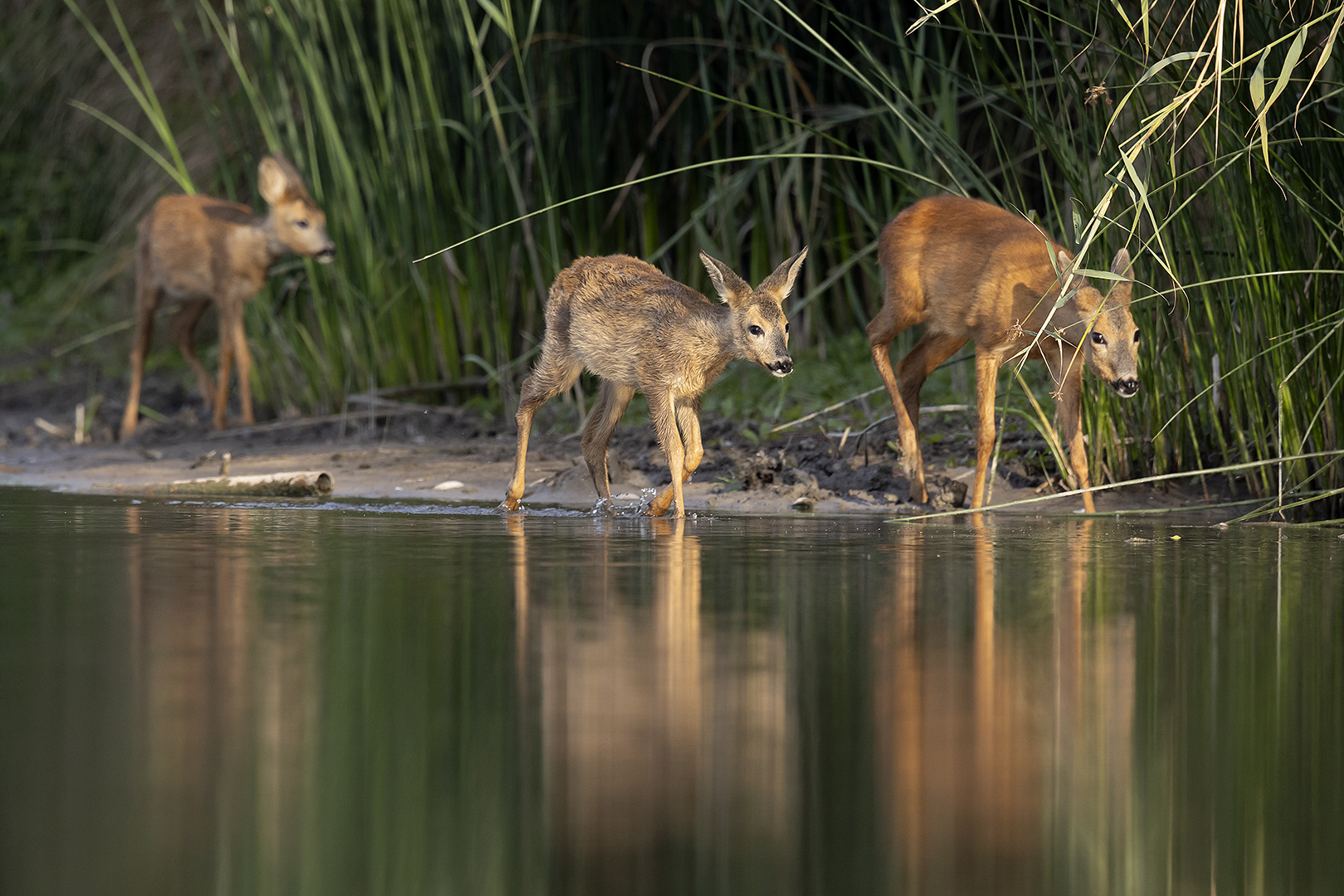 ree 038 ouder en 2 reebokjes MOOI