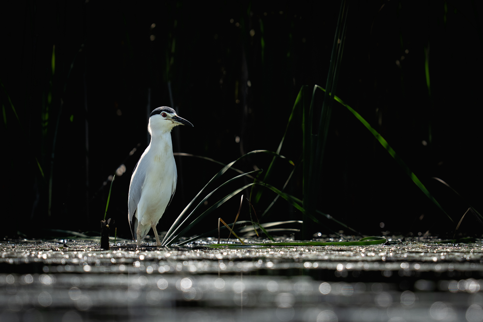 Kwak - Deel de Natuur - Loes Belovics