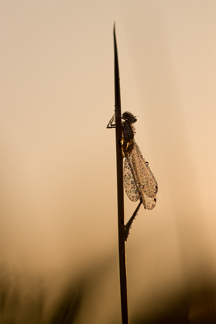 2025-09-17 18-52-23 (B,R8,S4)2021-08 Uden corr 1080PX sRGB