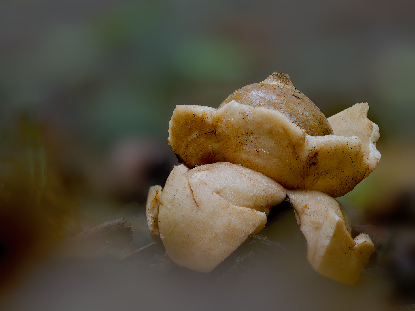 gekraagde aardster_DDN