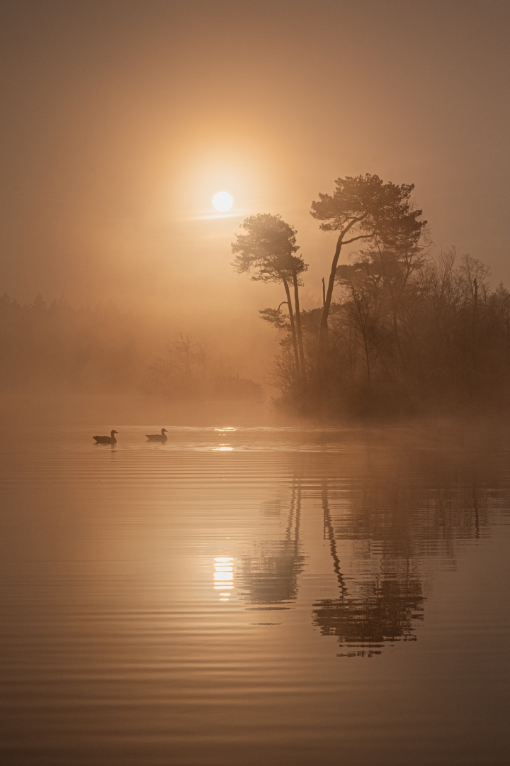 deelde natuur tegenlicht 1 kleiner formaat