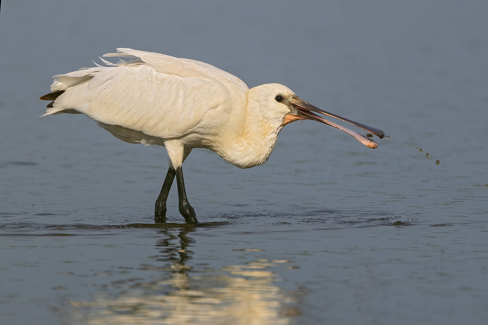 3561a Hebbes 2025-09-20 Bw 1620