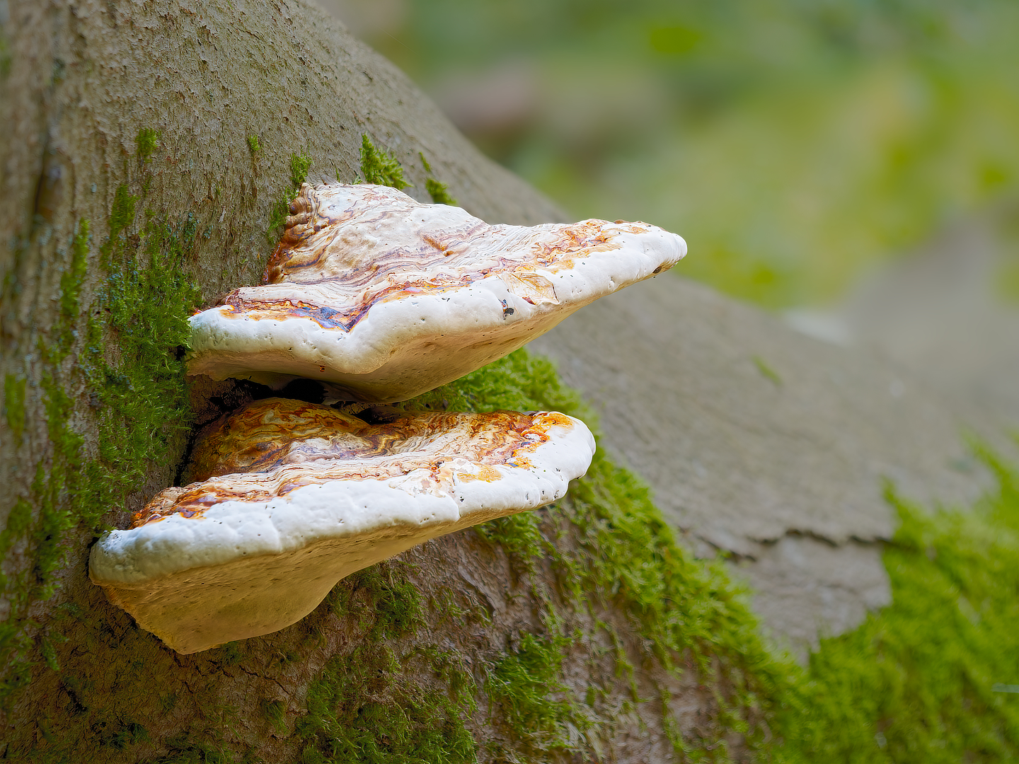 echte tonderzwam_DDN