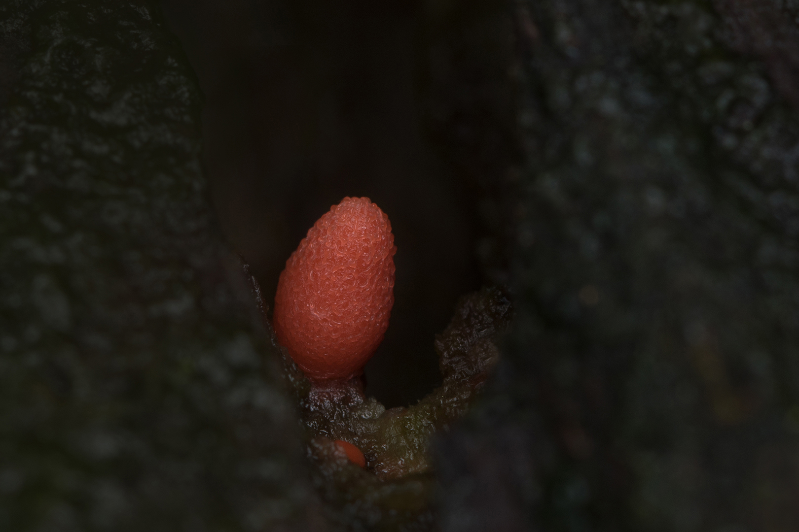 Dwergboomwrat omg. Lochem _MG_8912