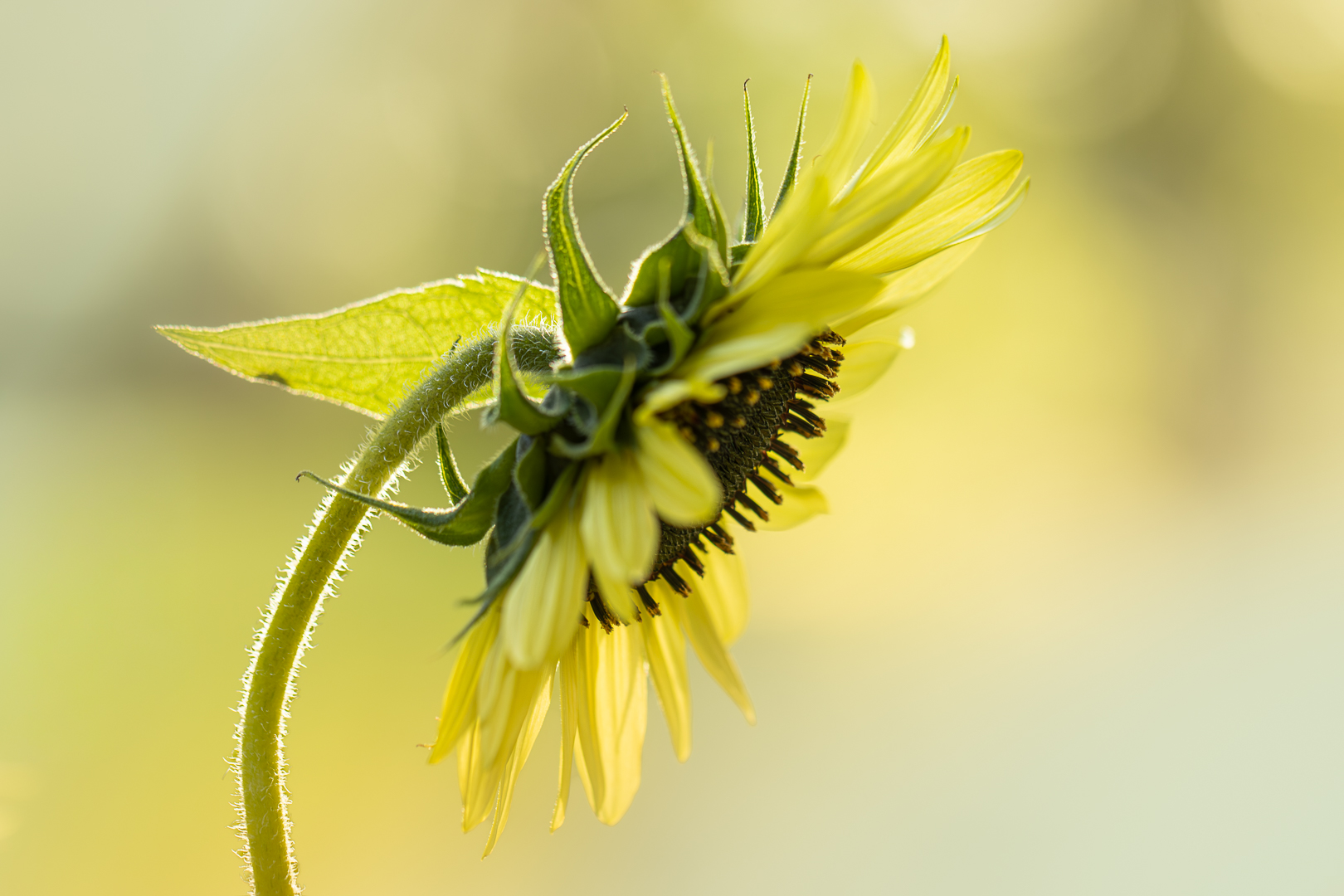 2025 tuin september bewerkt (29 van 1)