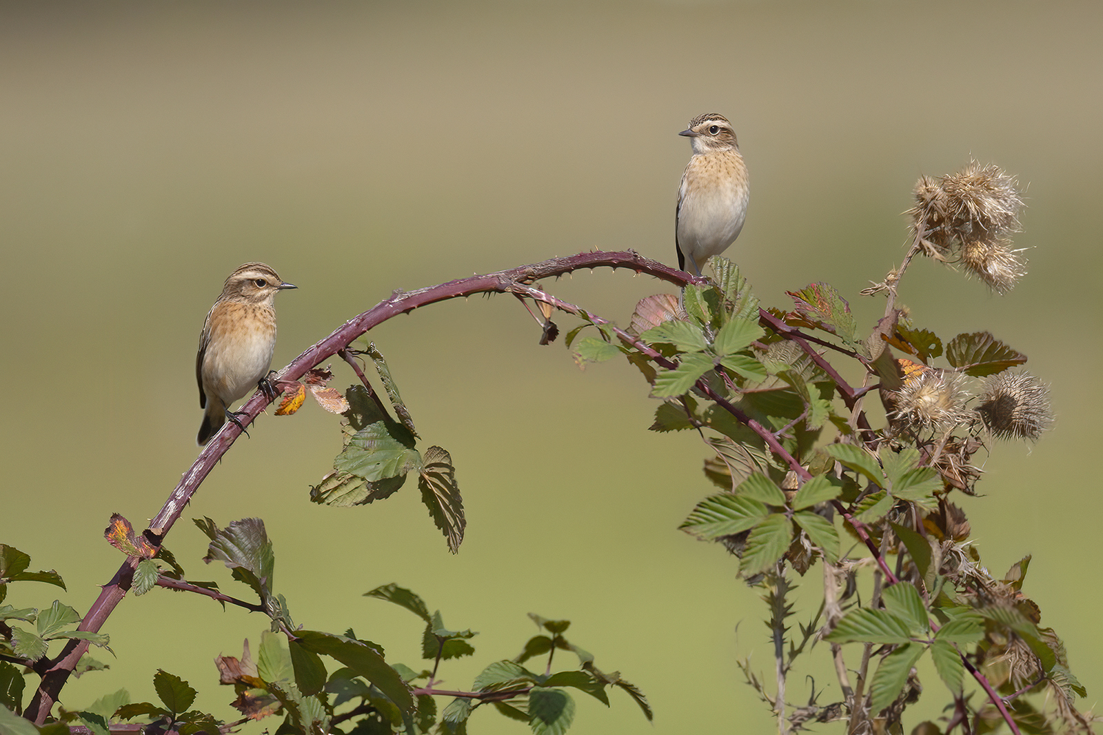 Paapje 4862 v 1600 SGG