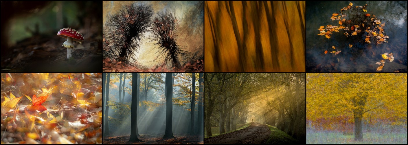 Thema van de maand november "Herfstbos"
