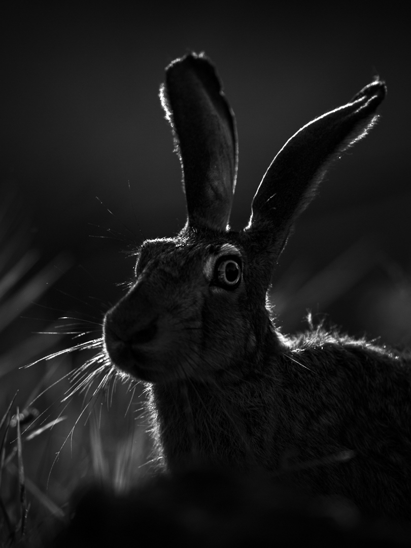 Haas - Deel de Natuur - Loes Belovics