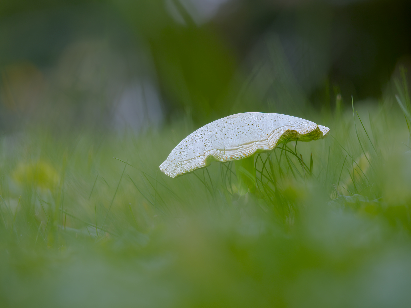 blanke championparasol