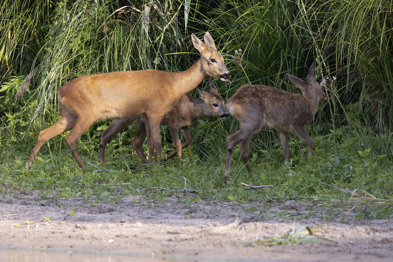 ree 045 ouder en 2 reegeitje MOOISTE_uitsnede_minder geel