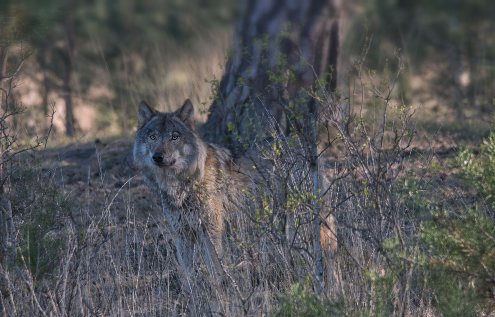 DSC_2563   upload Deel de Nauur