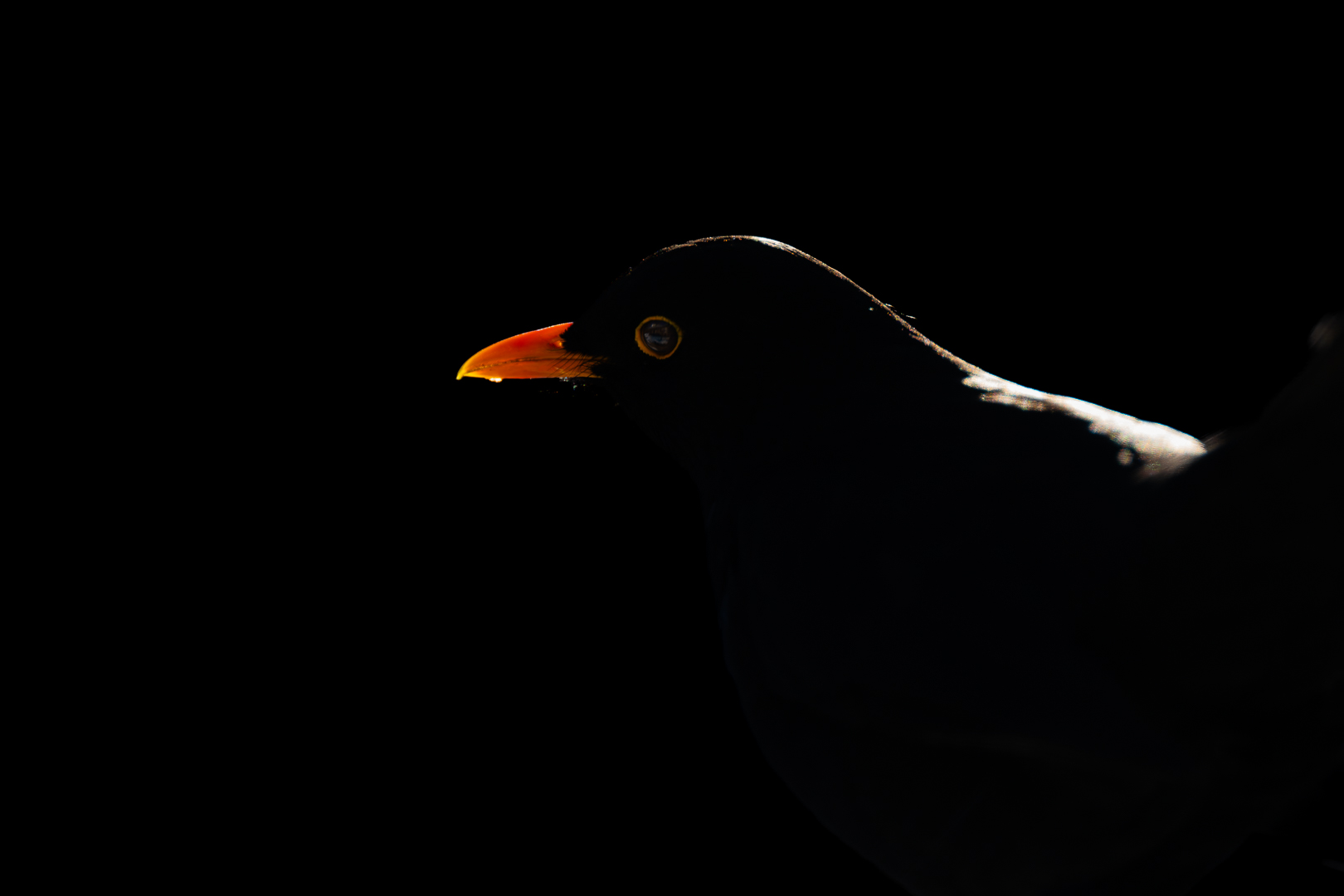 _DSC8083-Verbeterd-NR