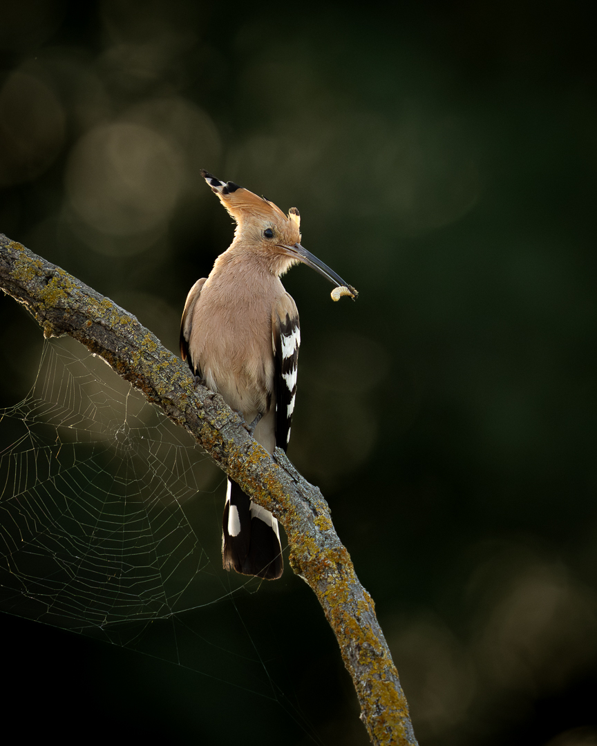 Hop, Deel de Natuur, Loes Belovics