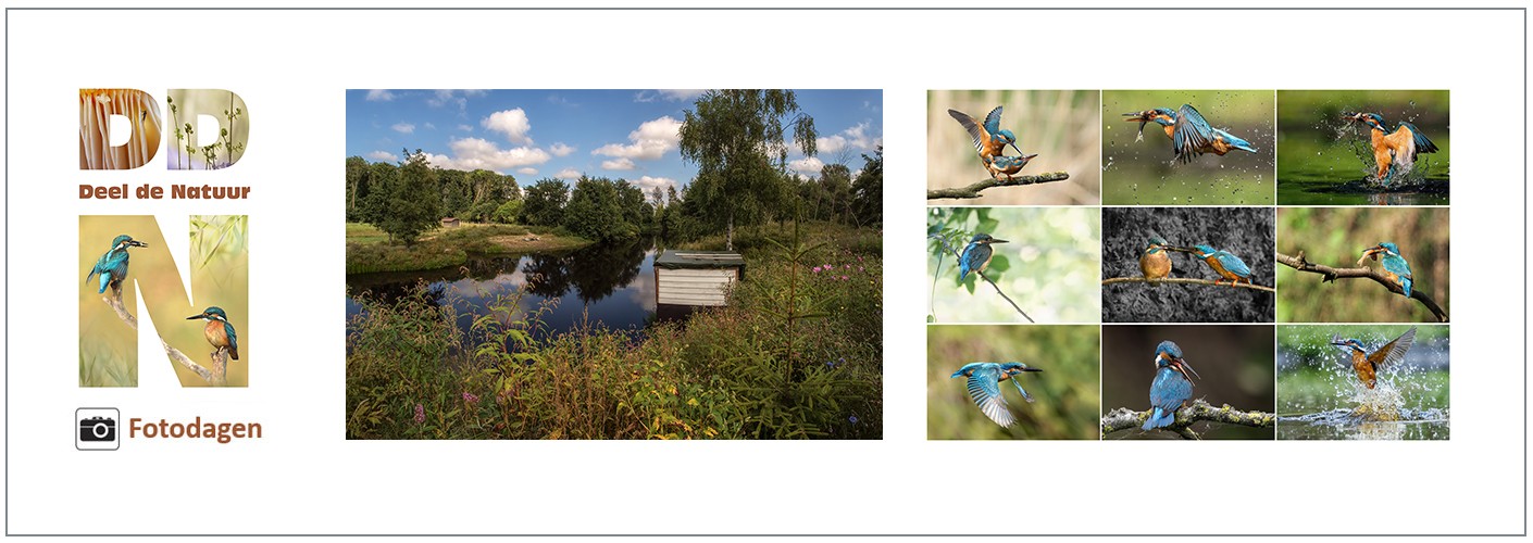 Fotodag Special - IJsvogels en meer