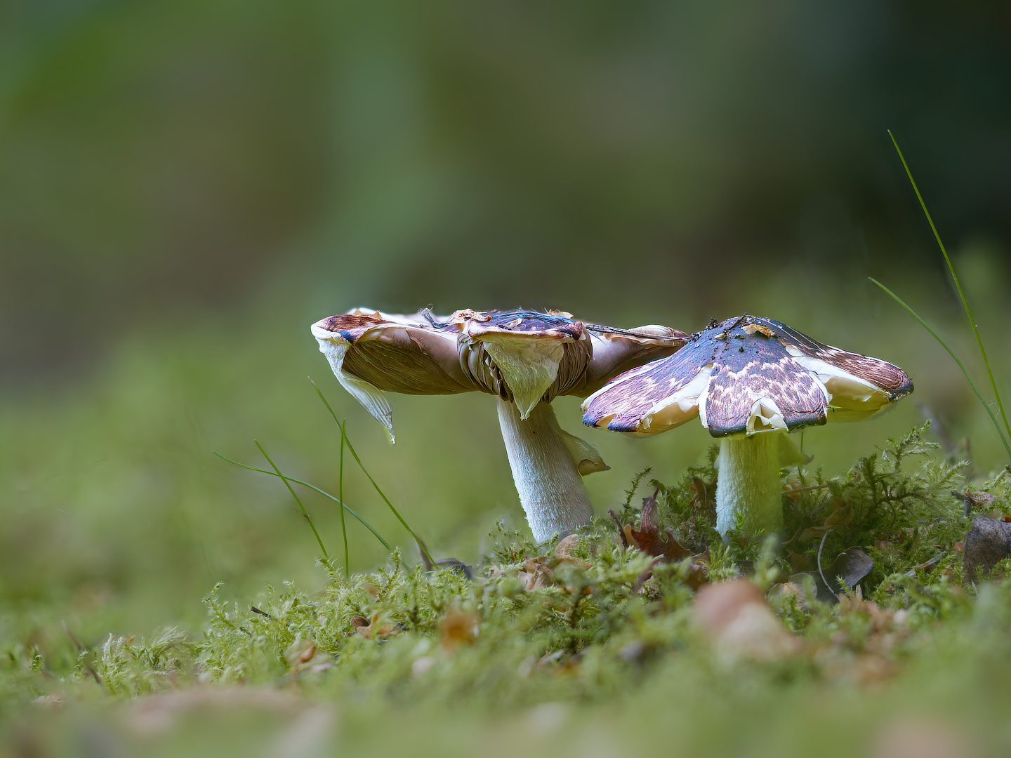 schubbige boschampion_DDN