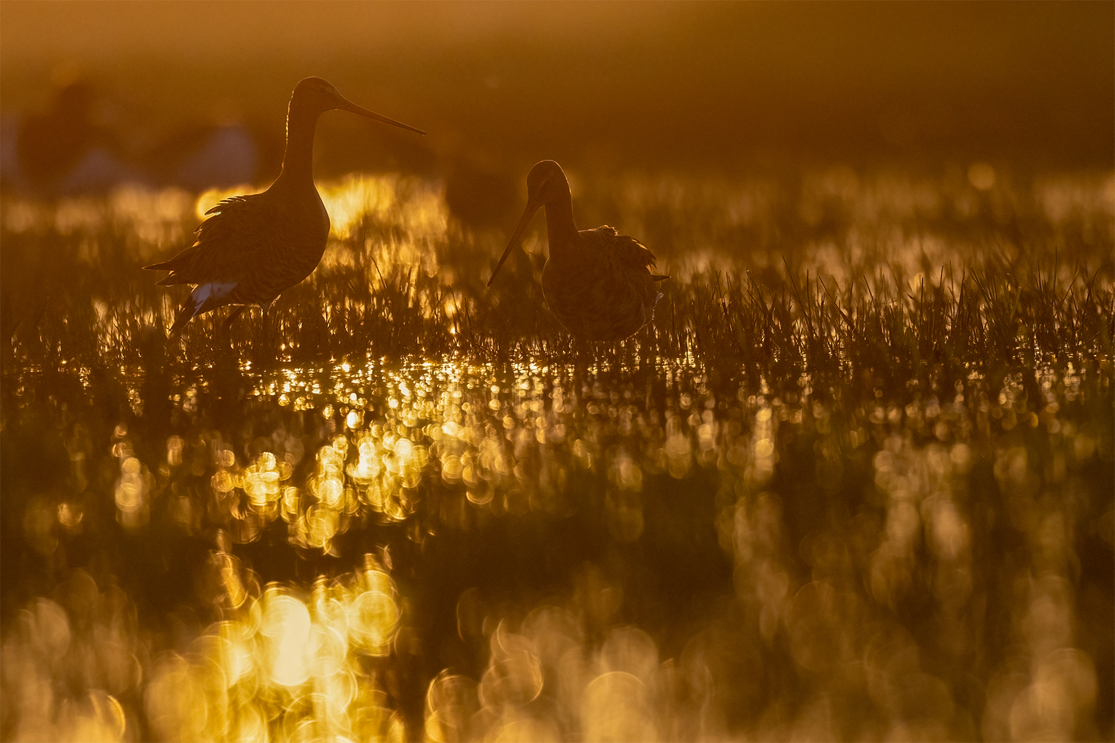 IMG_1884 corr 1080PX sRGB