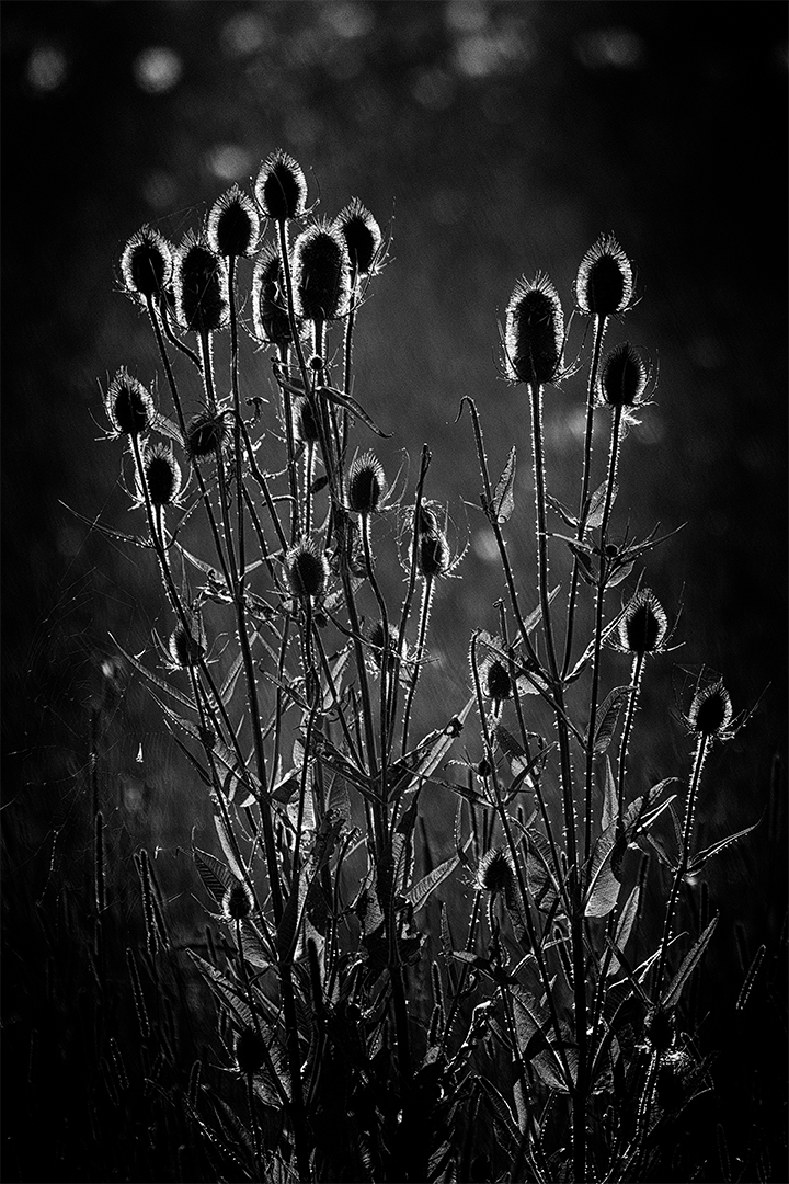 IMG_6490 corr 1080PX sRGB