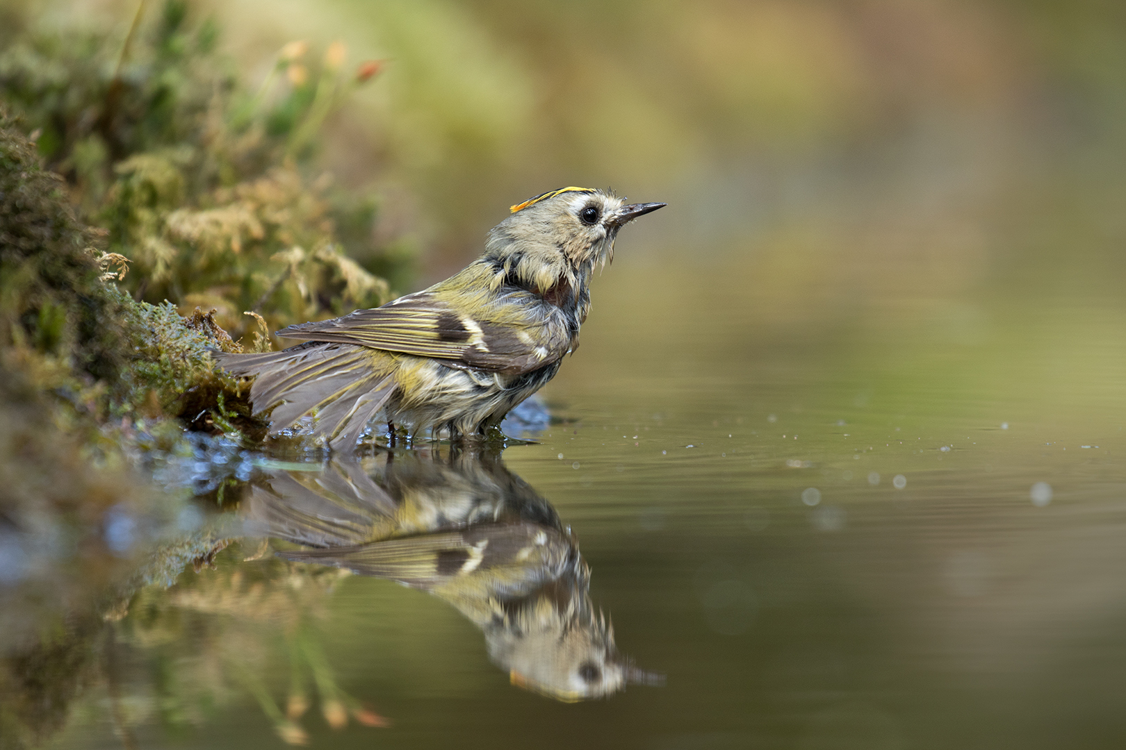 Goudhaan-man omg. Lochem _MG_9676