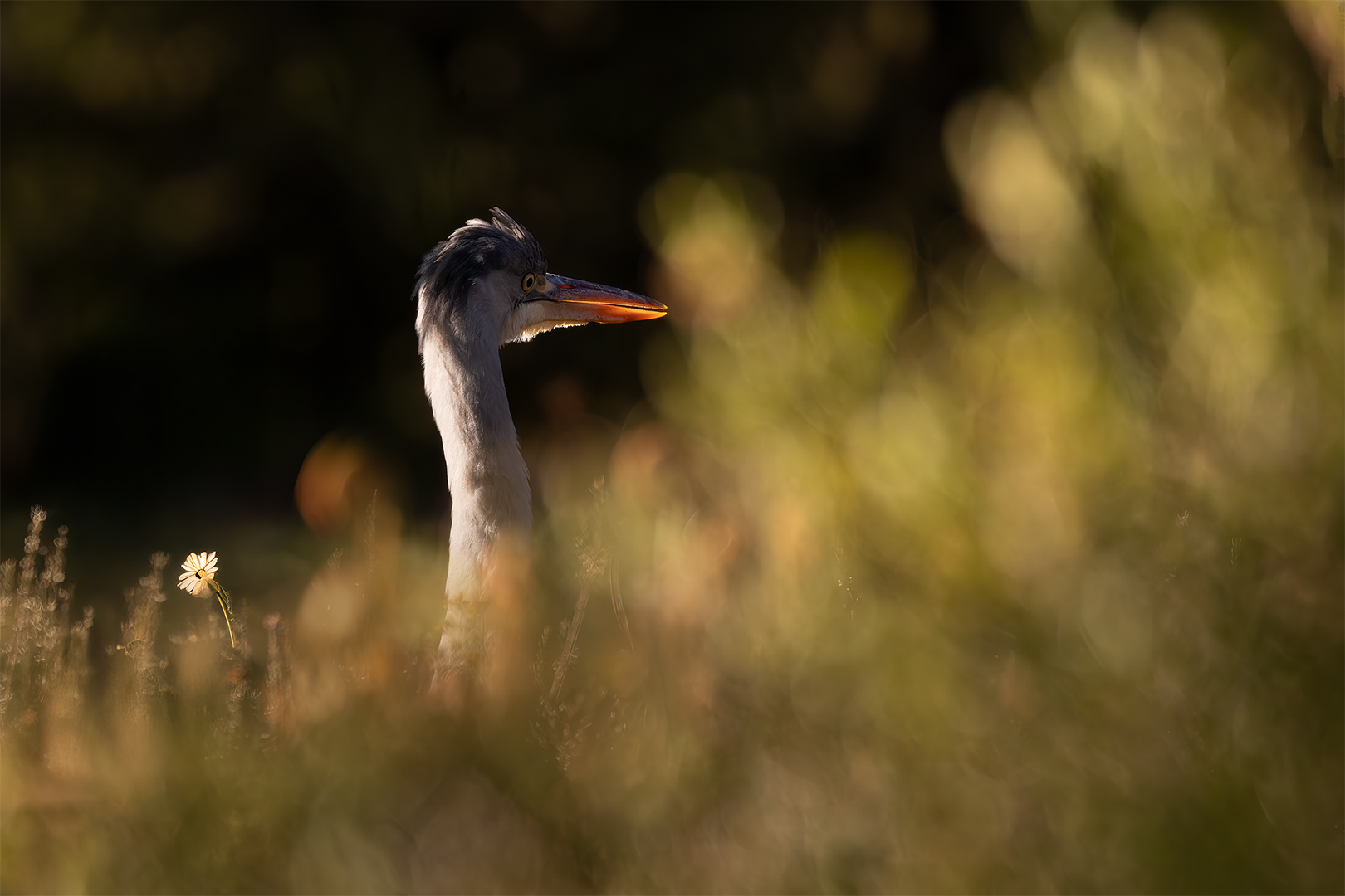 IMG_9604 corr 1080PX sRGB