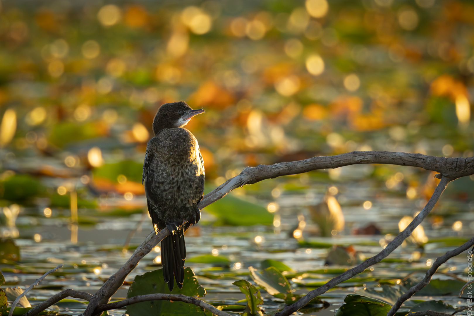 20250922-IMG_3917-bewerkt-2