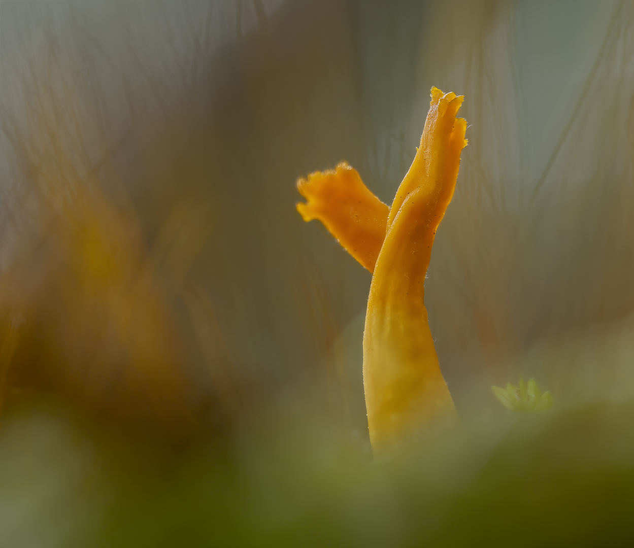 Kleverig koraalzwammetje_DDN