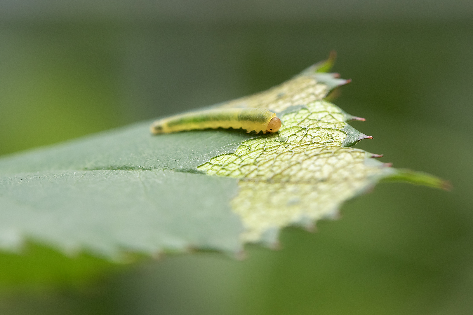Structuren blootgelegd