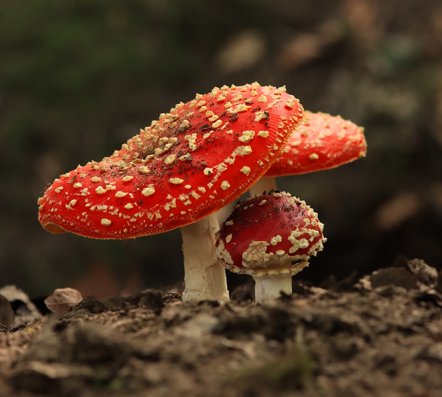 sized_IMG_3202kopie(001)