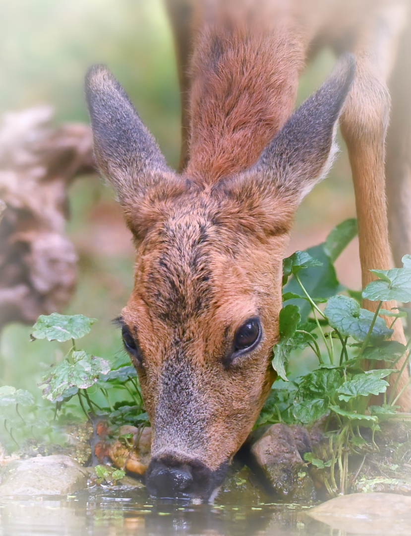 Reegeit 2.0   deel de natuur upload DSC_4600