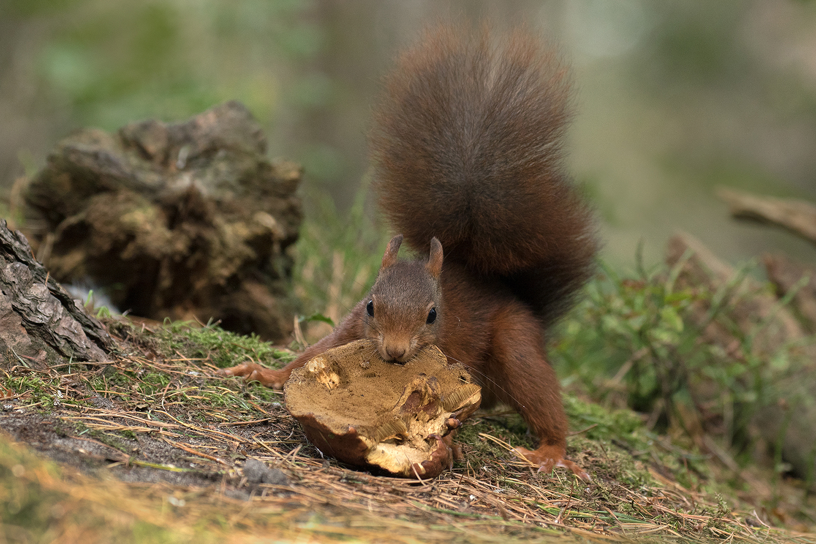 Eekhoorn omg. Lochem _MG_6384